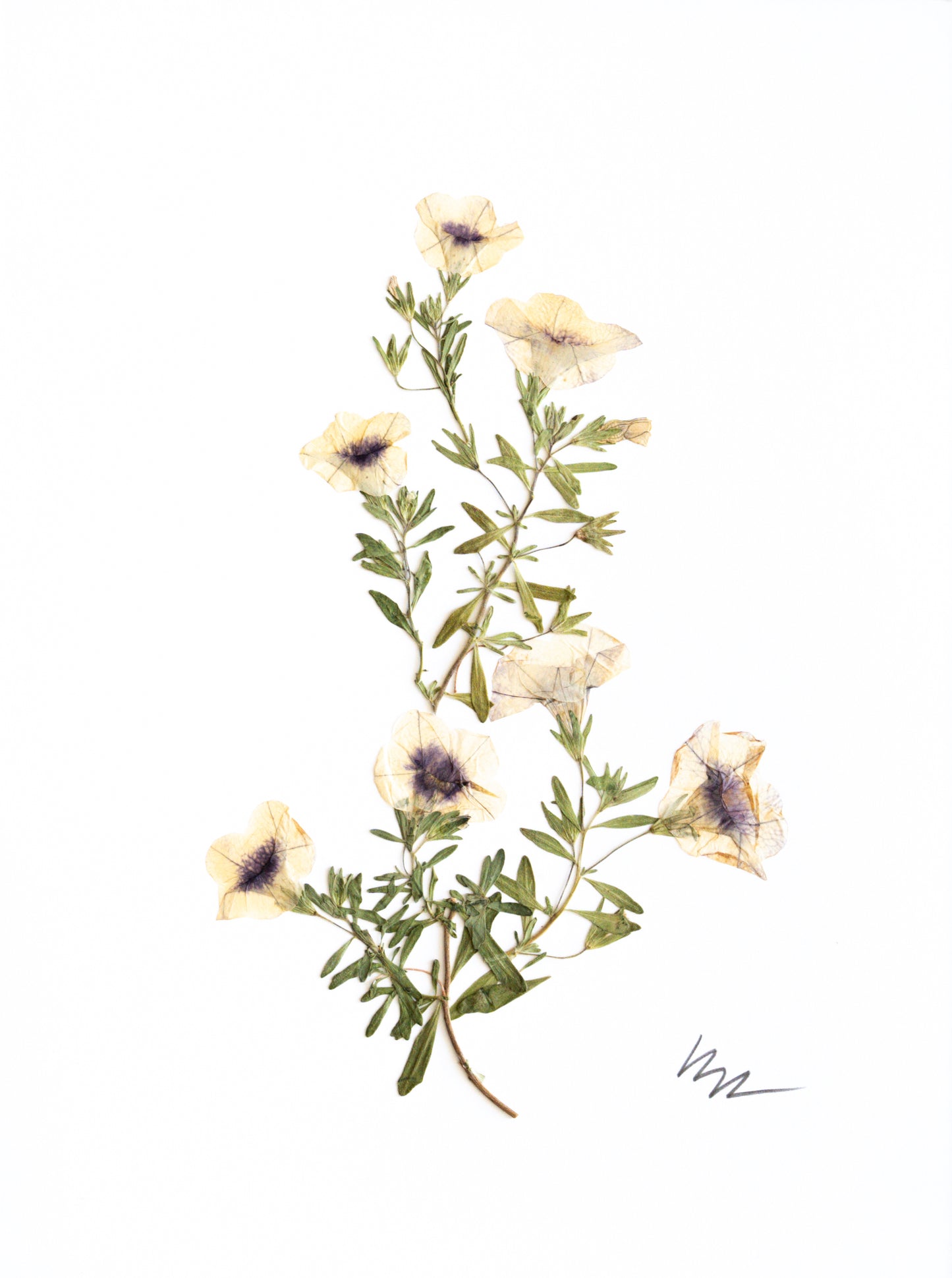 2 TONE PETUNIA STEMS