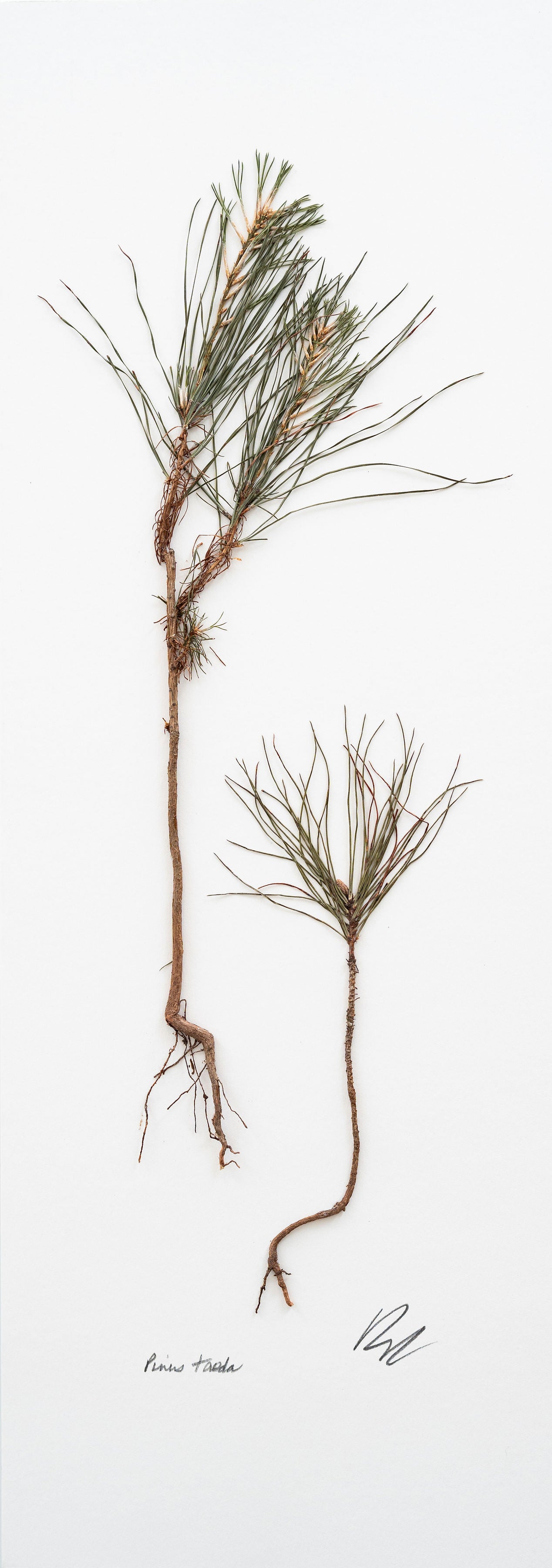 PINUS TAEDA V. II