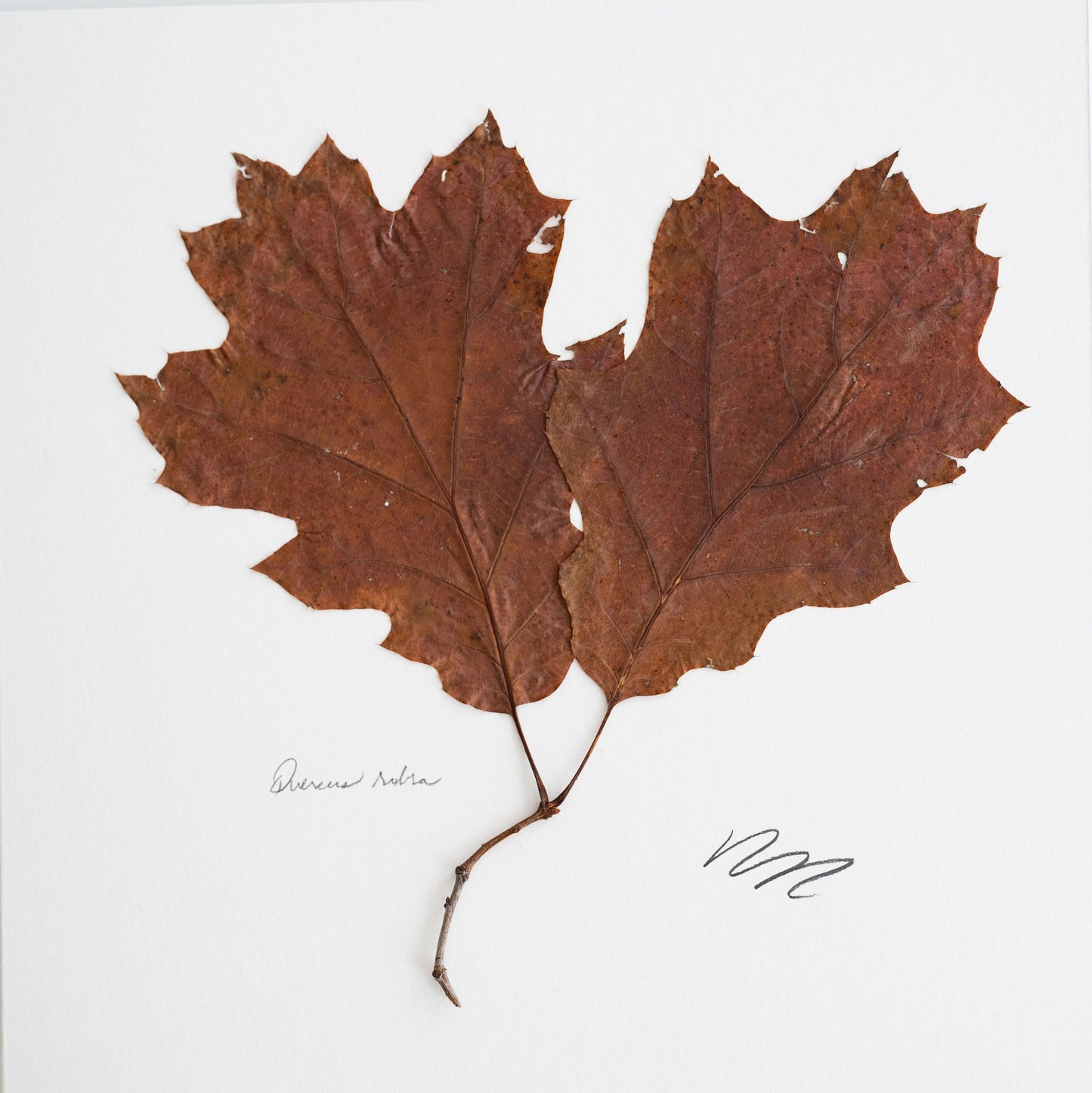 QUERCUS RUBRA