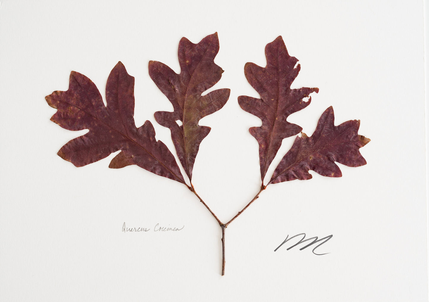 QUERCUS COCCINEA