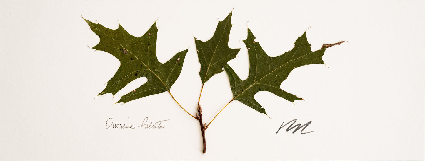 QUERCUS FALCATA V. IV