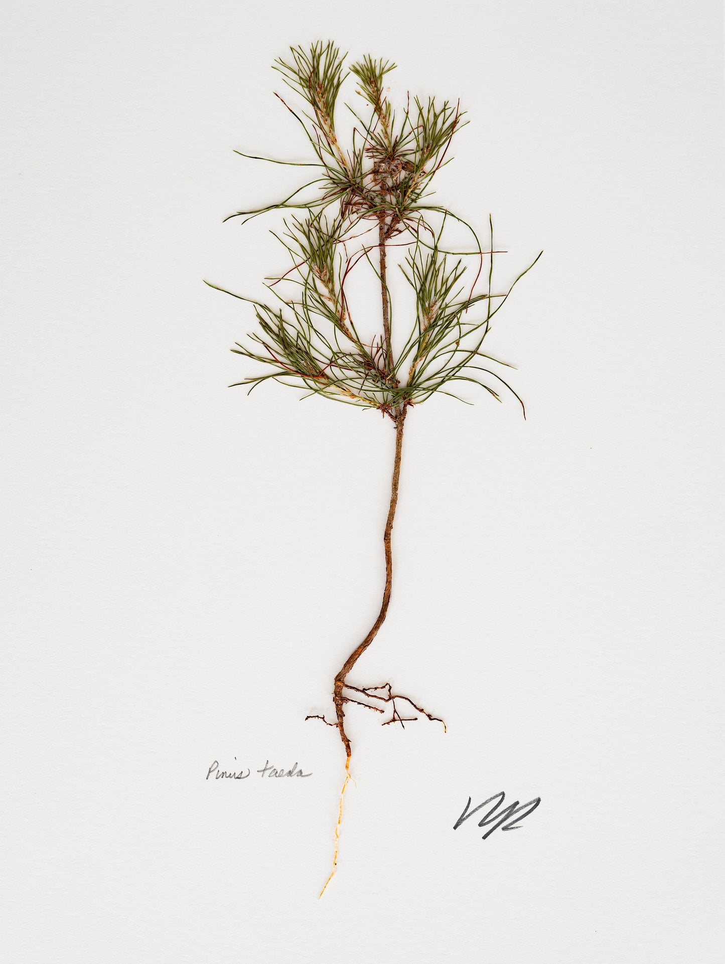 PINUS TAEDA V. VII
