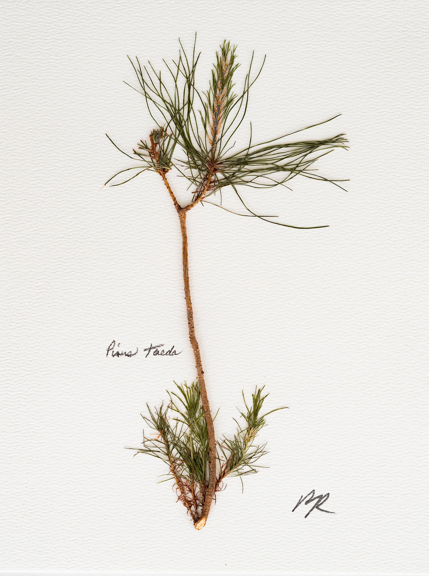 PINUS TAEDA V. V