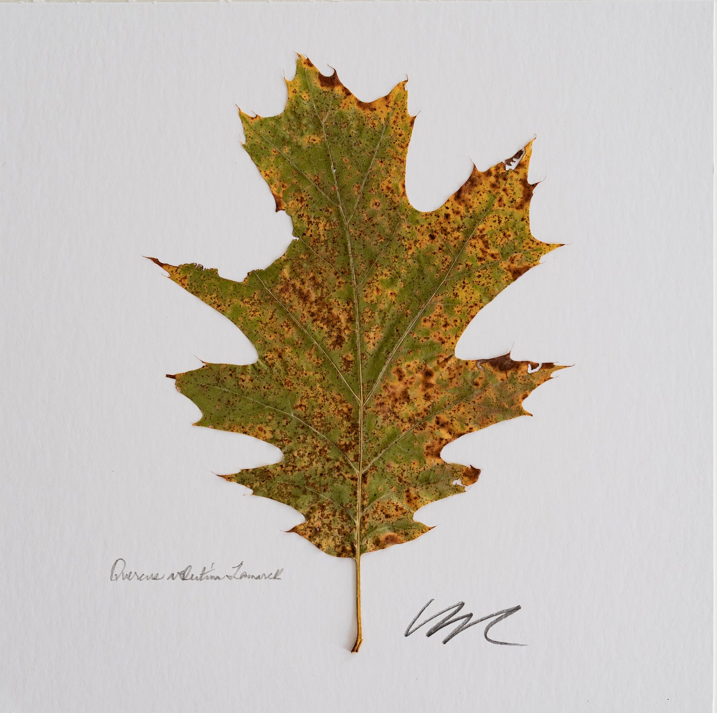 QUERCUS VELUTINA LAMARCK
