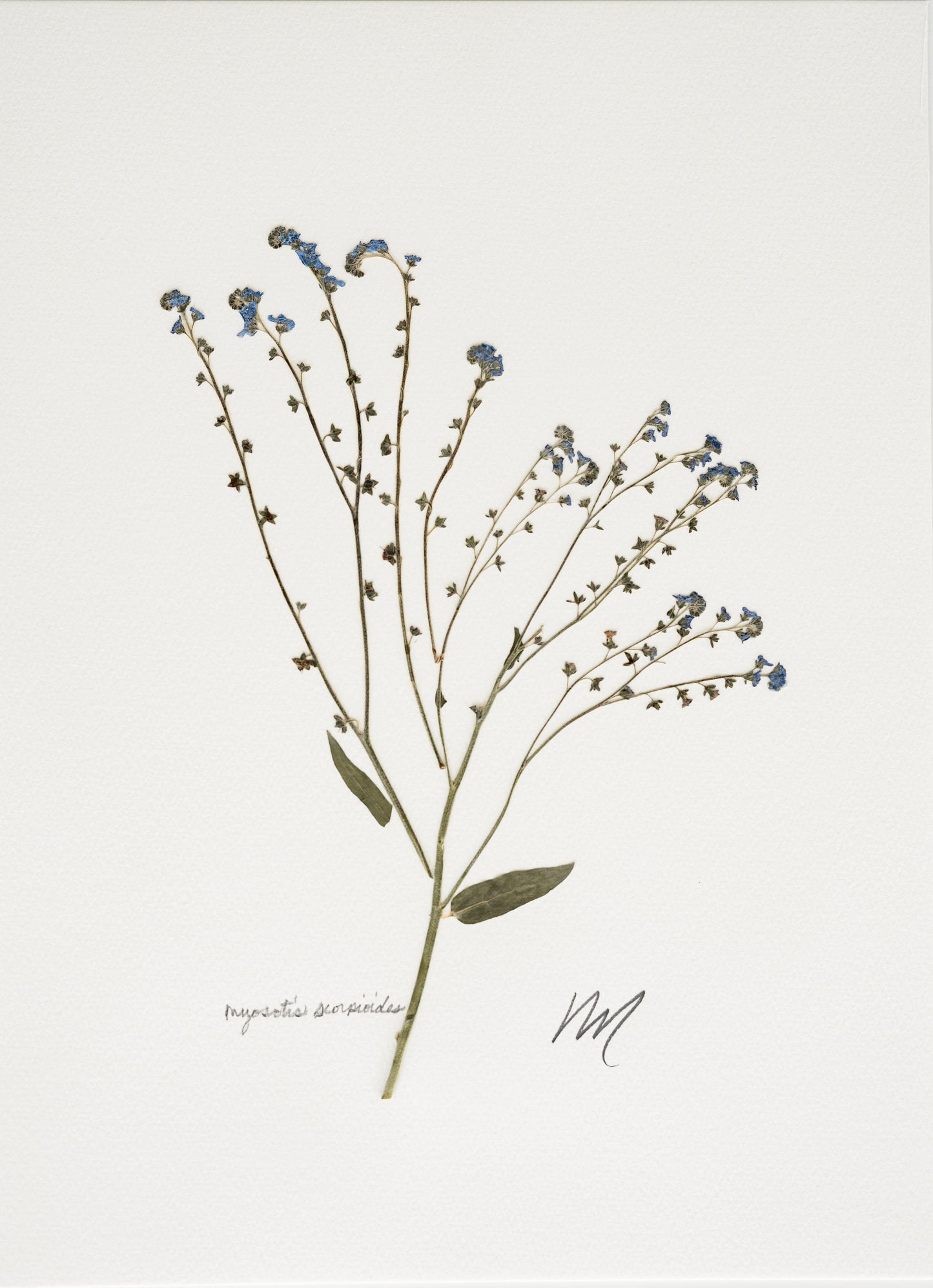 MYOSOTIS SCORPIOIDES