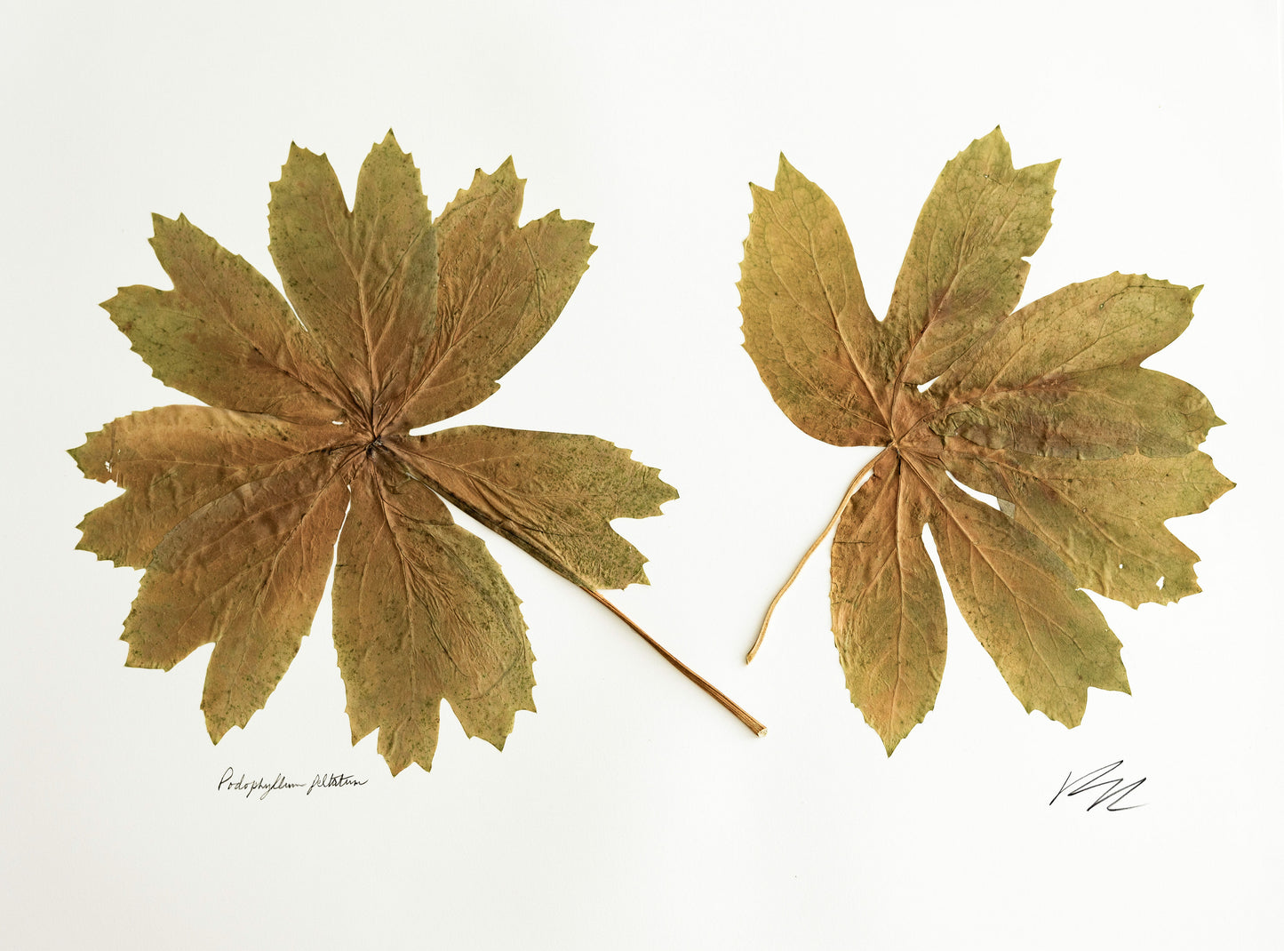 PODOPHYLLUM PELTATUM V. II