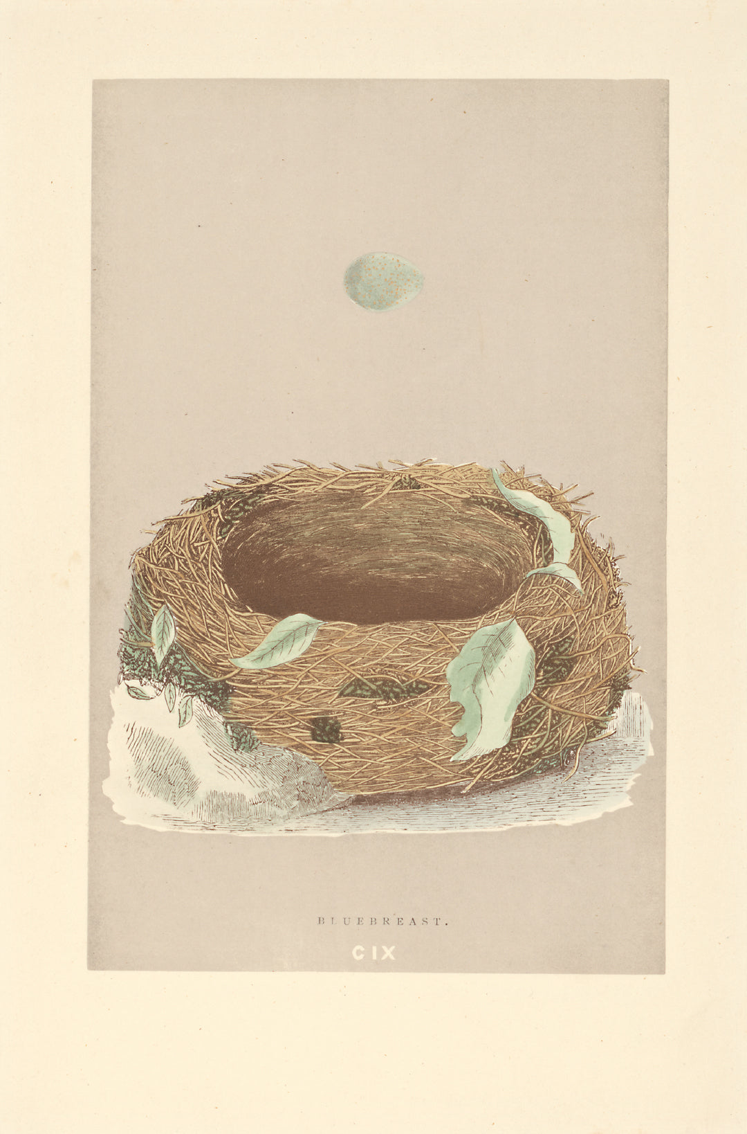 Bluebreast nest vintage woodblock illustration