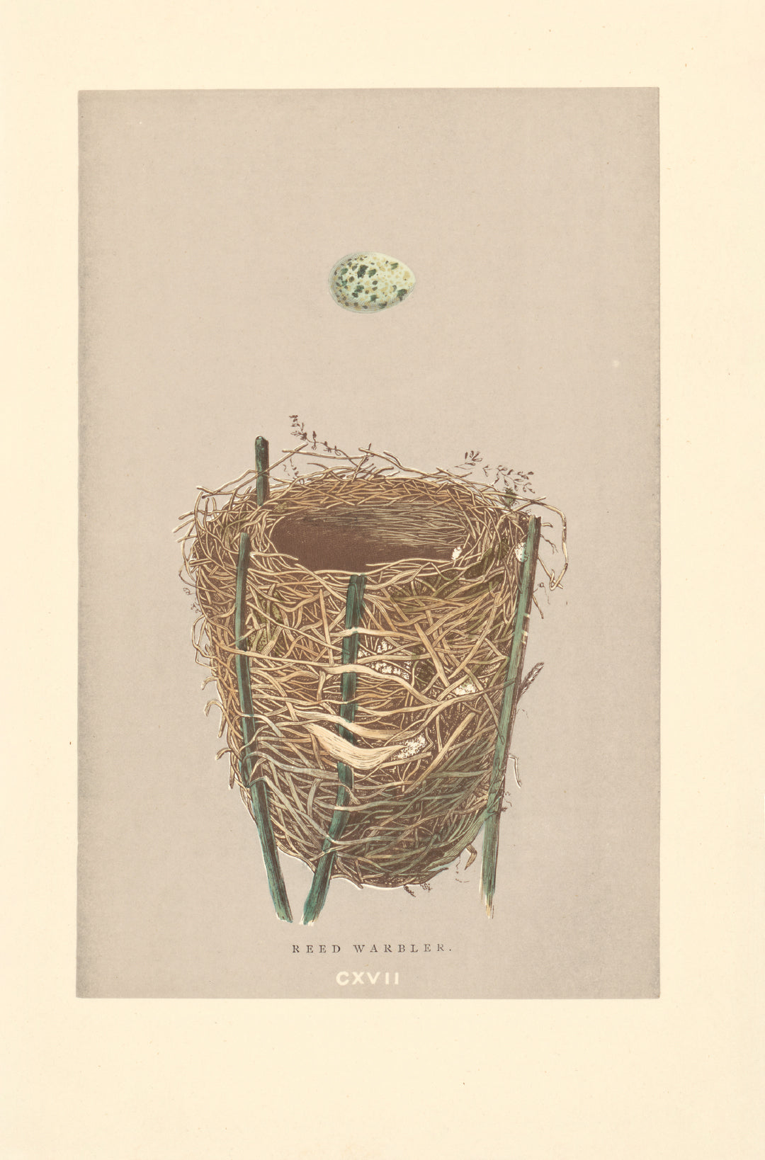 Reed Warbler bird's nest vintage woodblock illustration