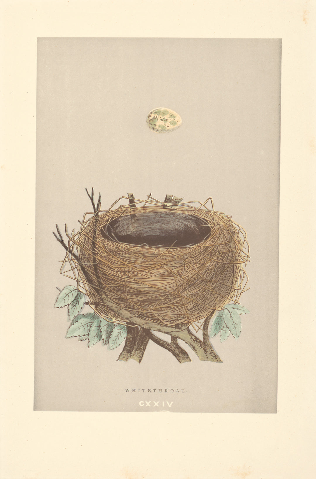 Whitethroat bird's nest vintage woodblock illustration