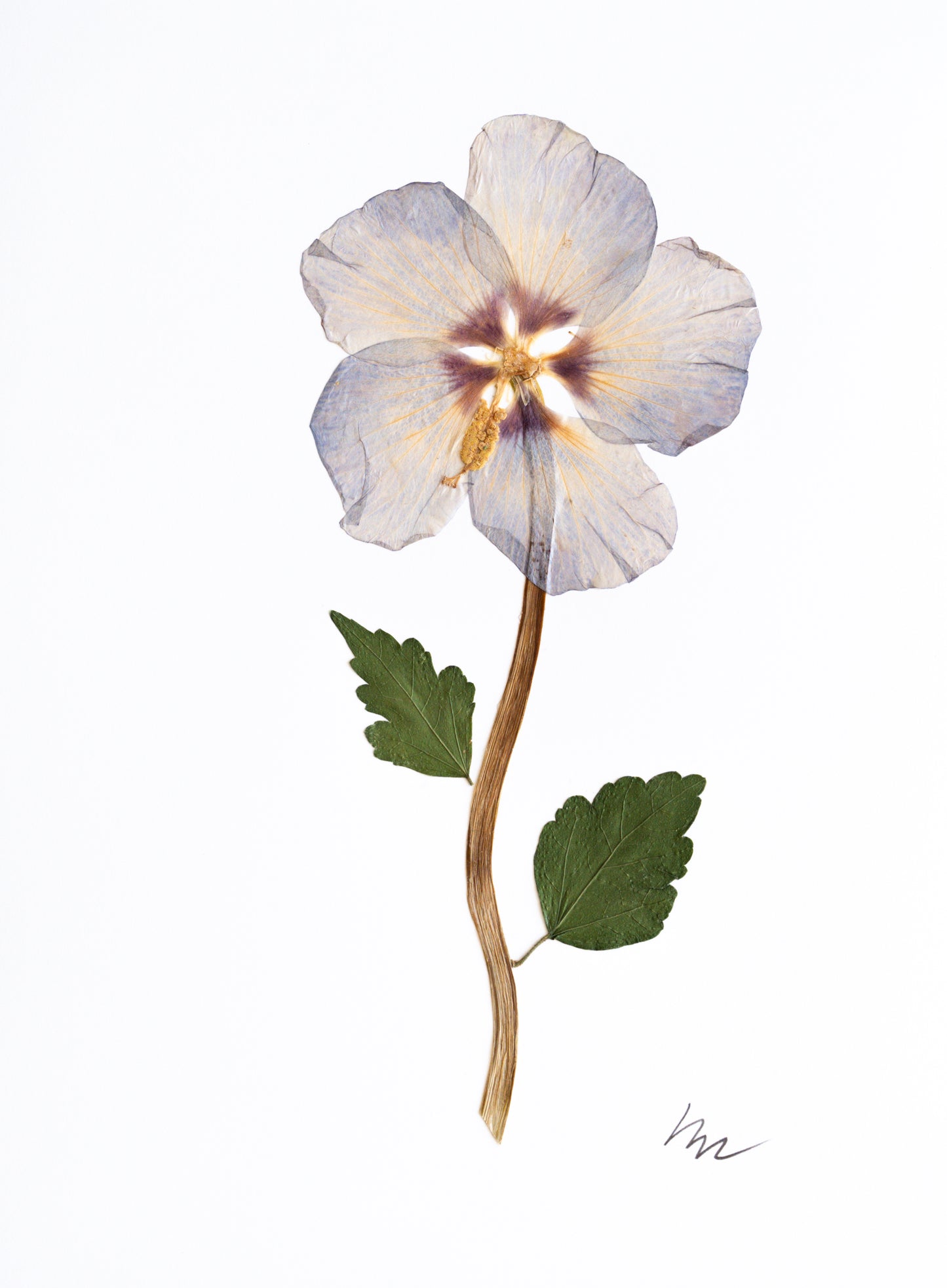 BLUE HIBISCUS