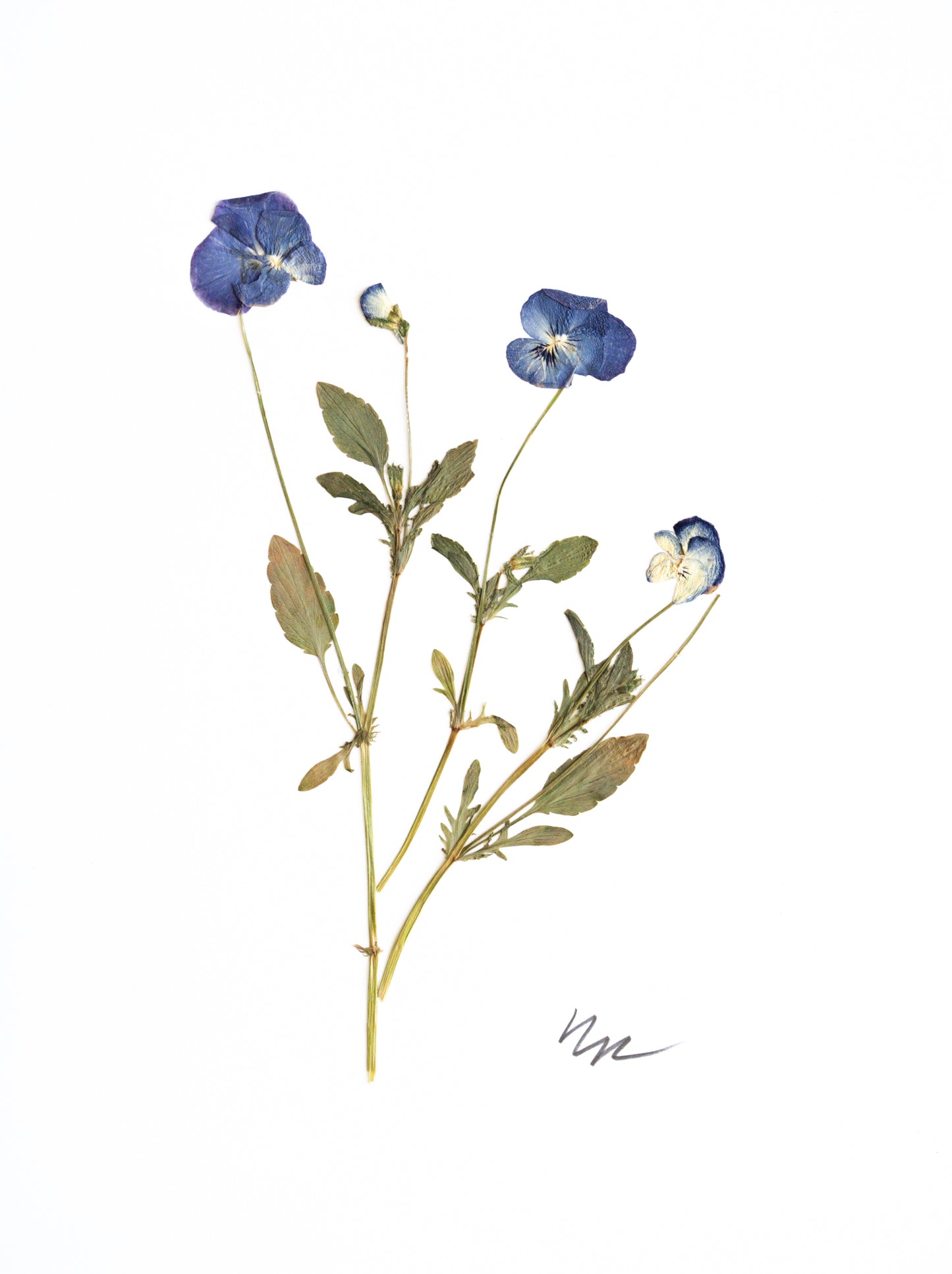 BLUE VIOLA PLANT