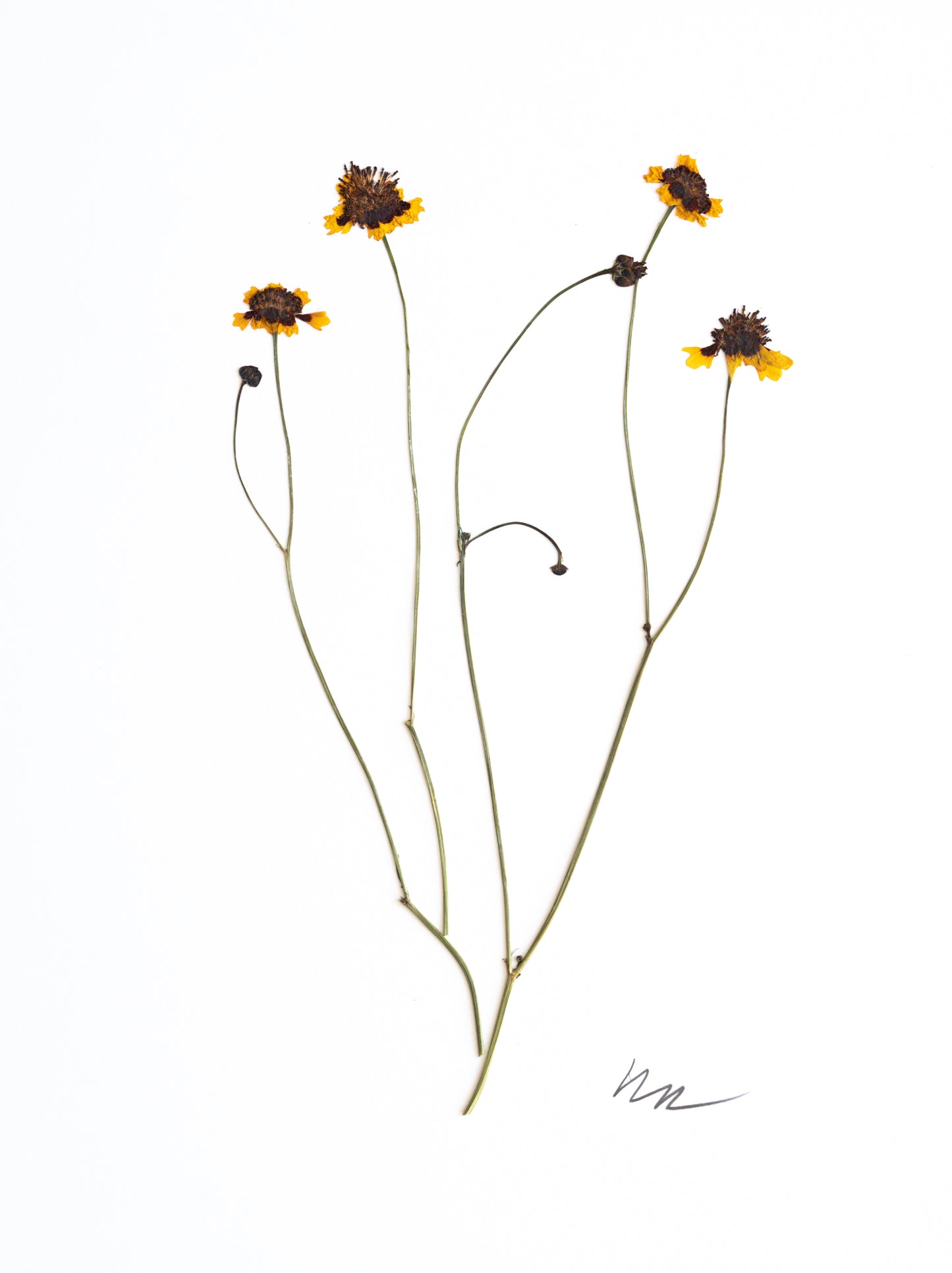 COREOPSIS