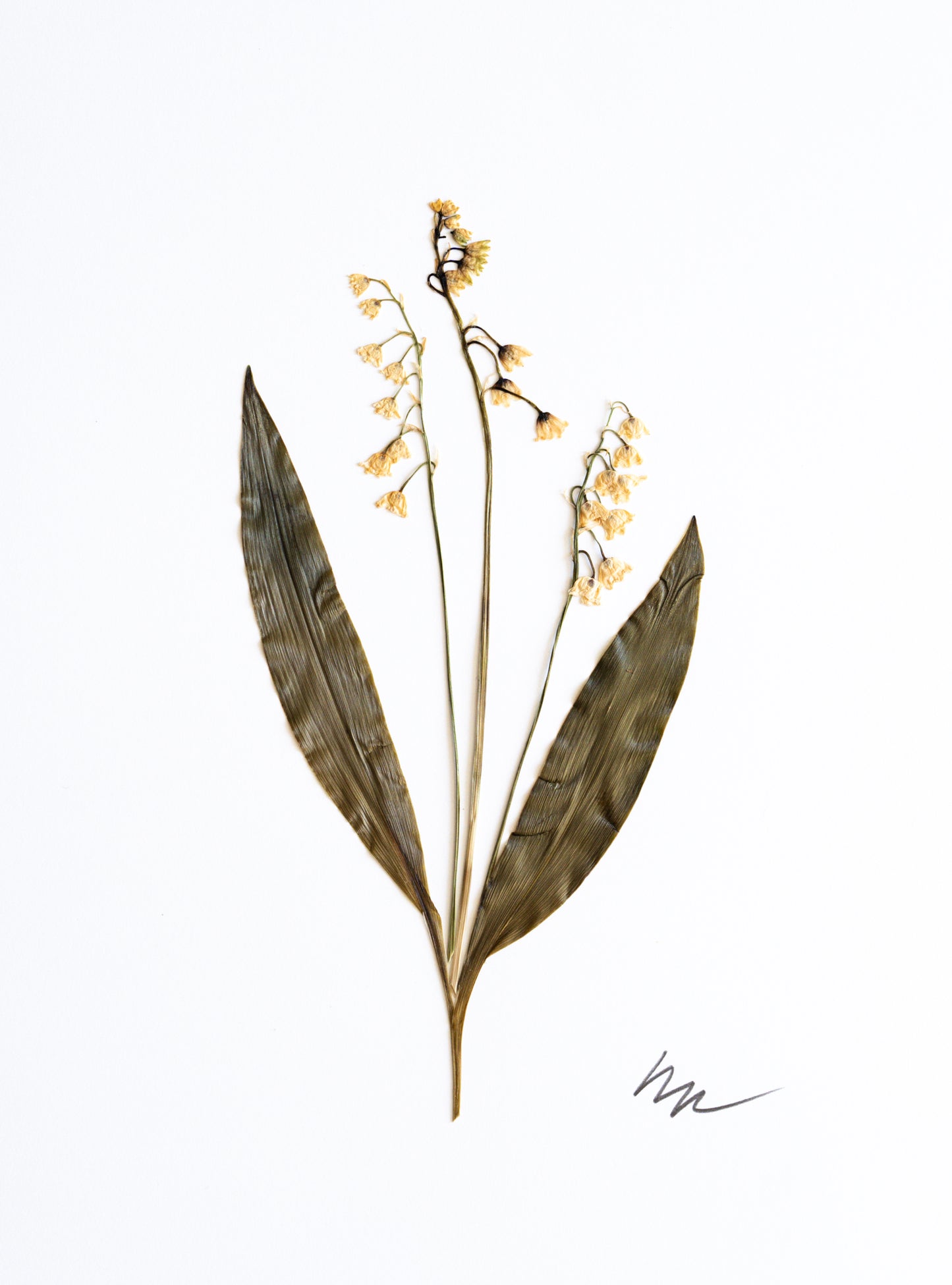 LILY OF THE VALLEY II