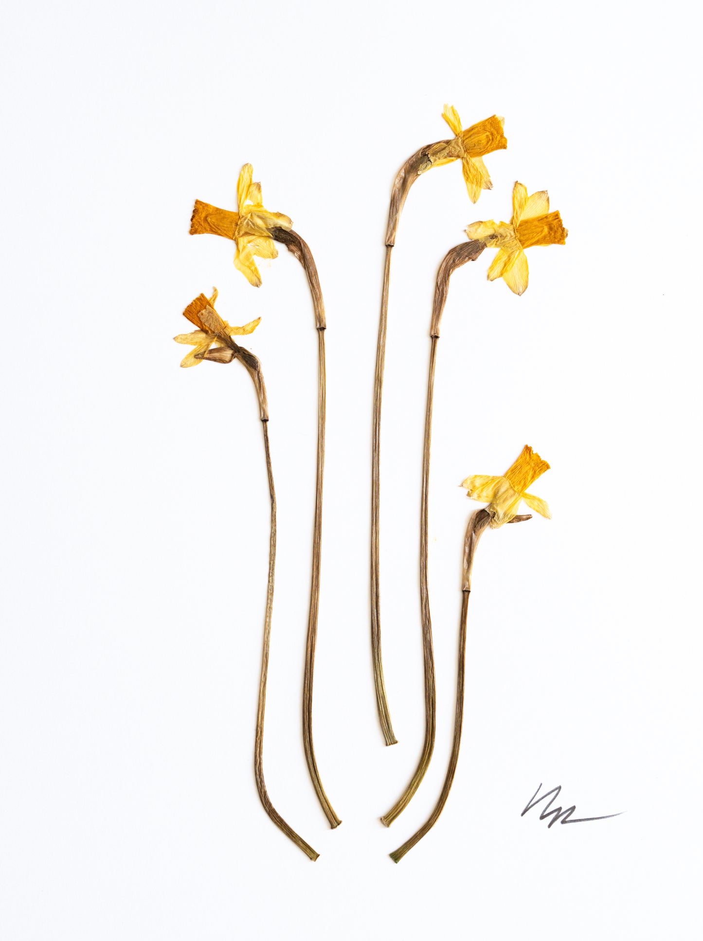 NARCISSUS STEMS