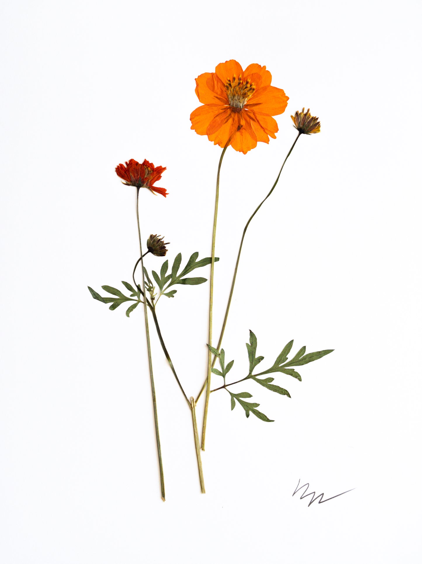 ORANGE COSMOS