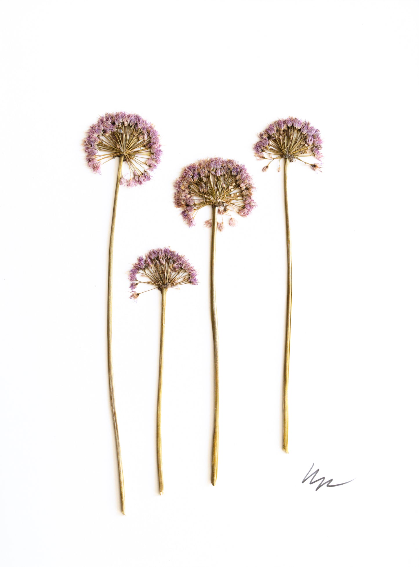 ORNAMENTAL PINK CHIVE BLOOMS