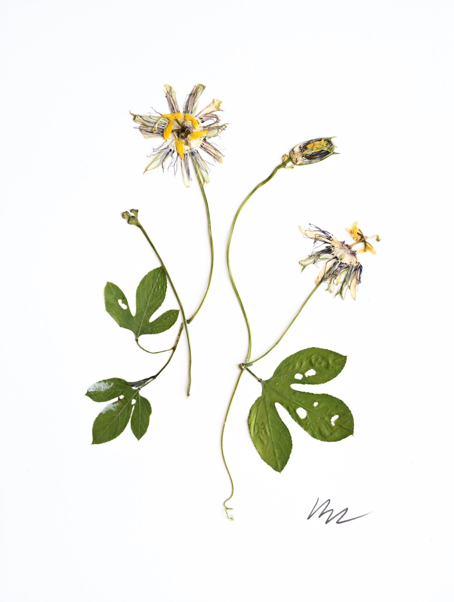 PASSION FLOWER & VINES II