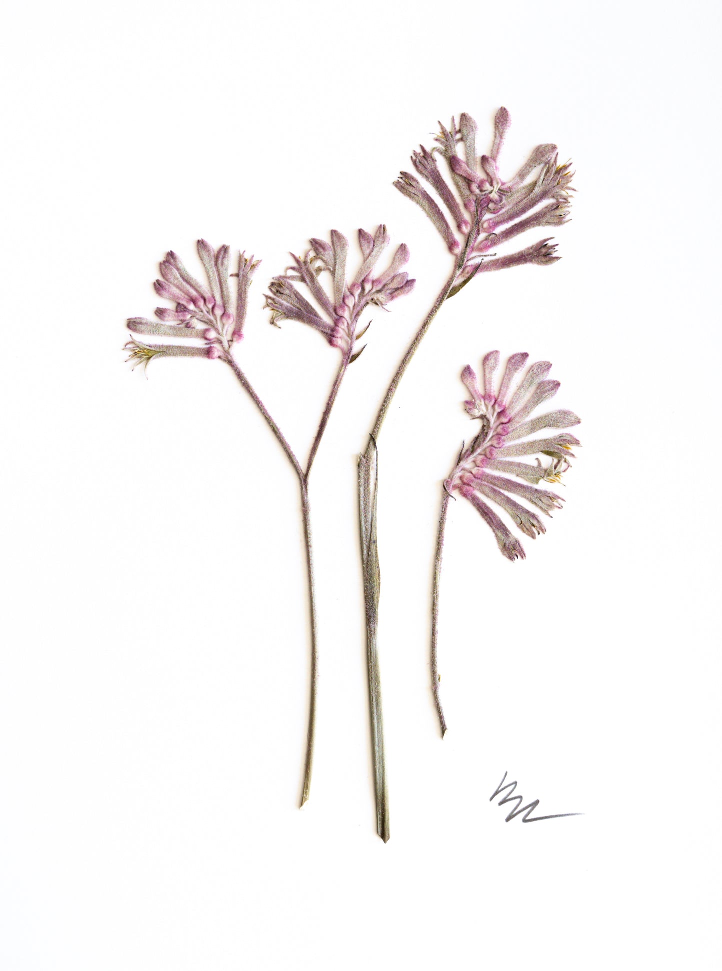PINK/GRAY KANGAROO PAWS