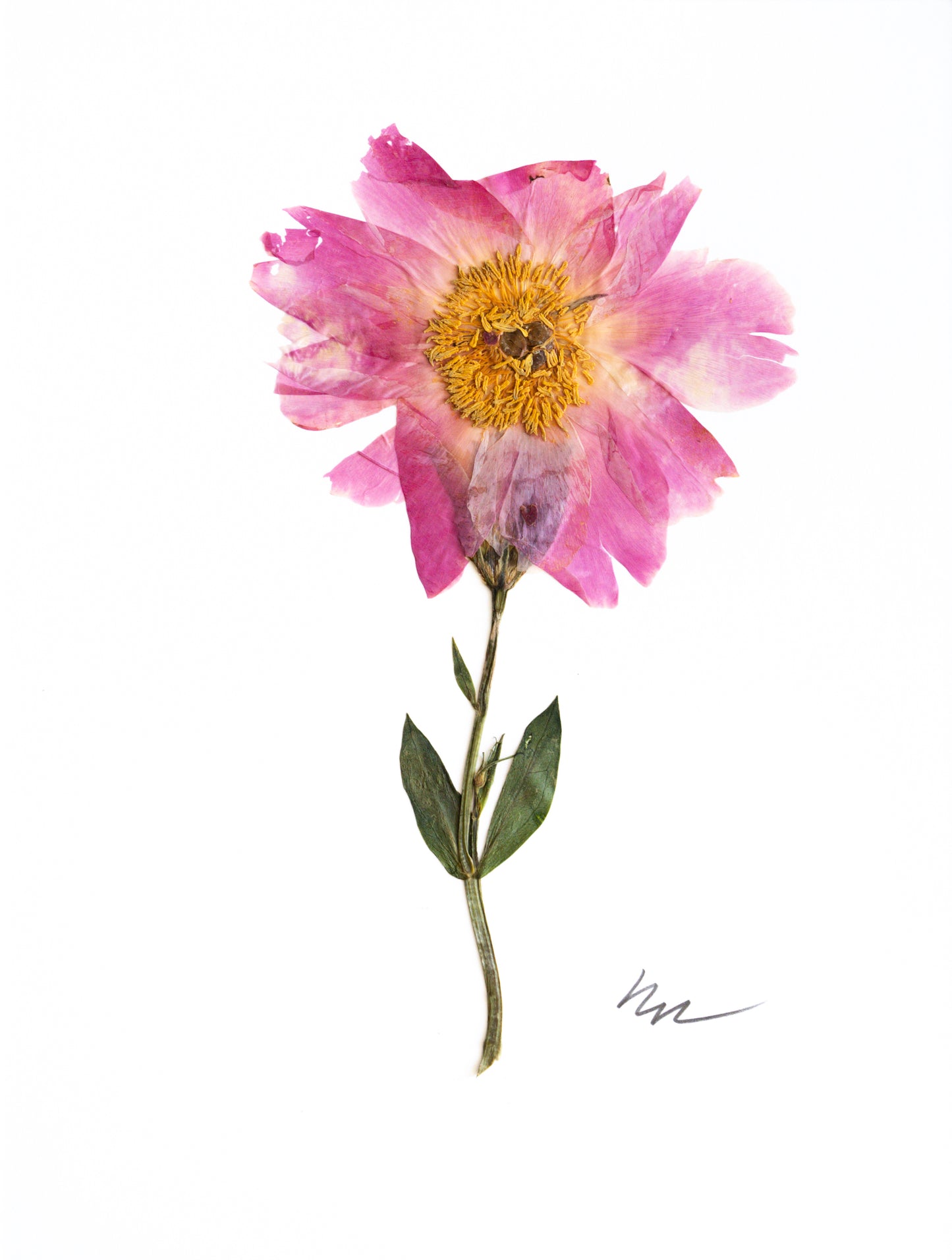 PINK PEONY