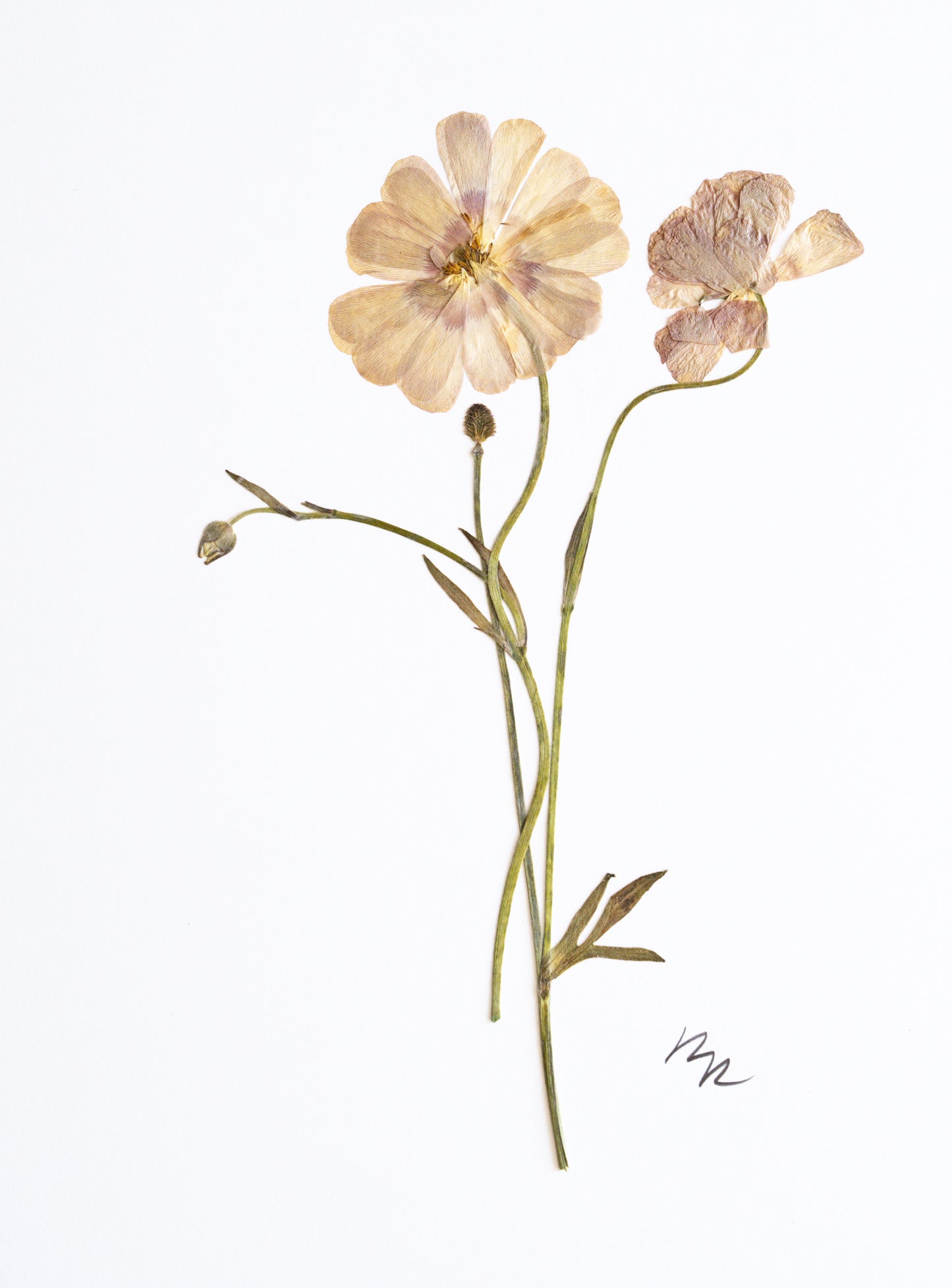 PORCELAINE RANUNCULUS II