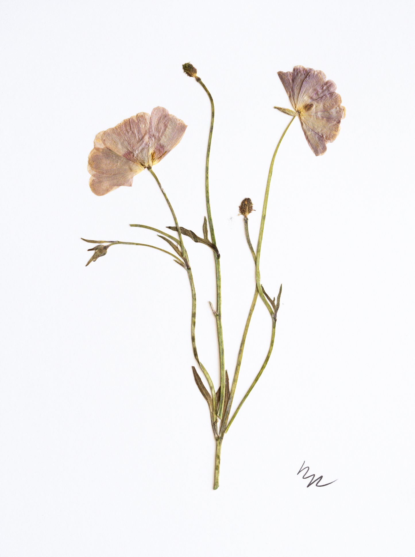 PORCELAINE RANUNCULUS III