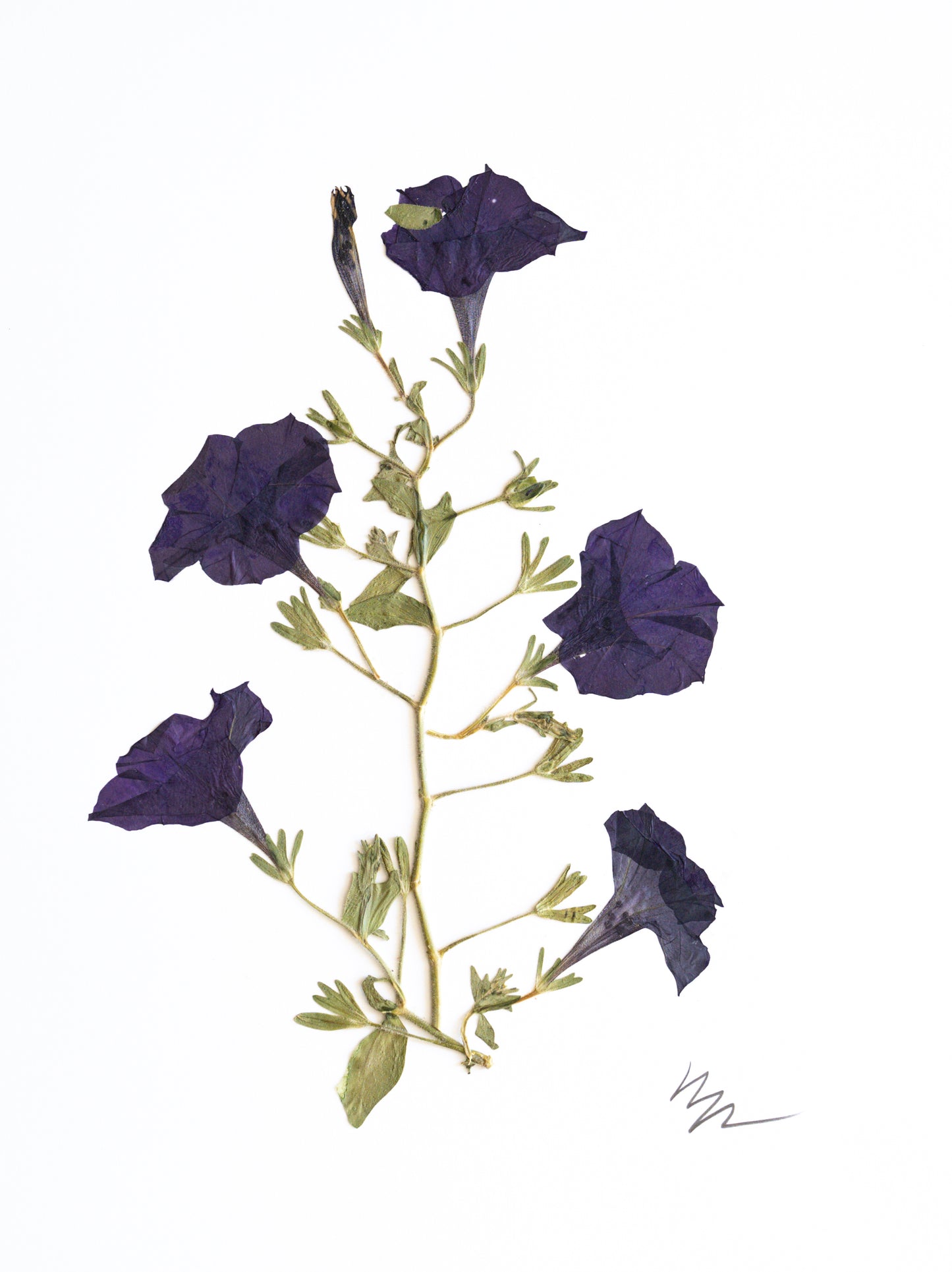 PURPLE PETUNIA STEMS