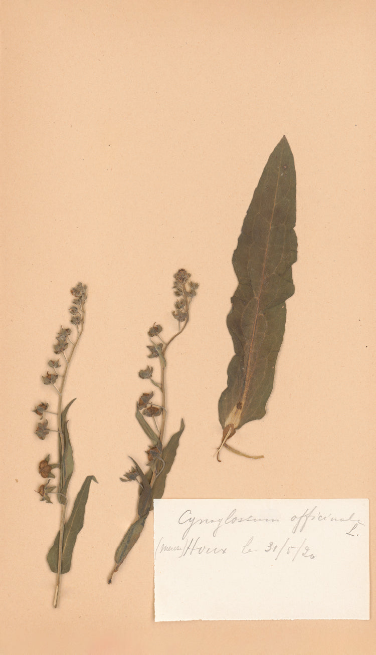 Cynoglossum Botanical Specimen Print