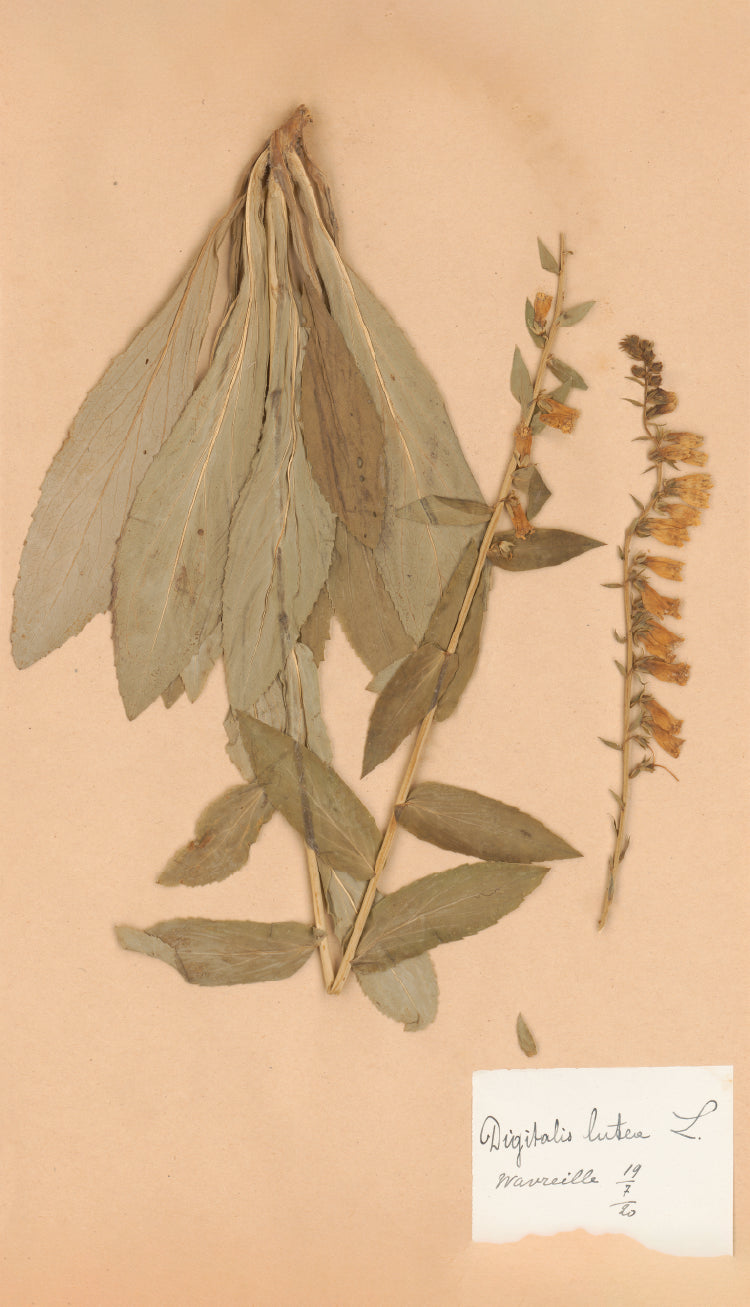 Digitalis Lutea Botanical Specimen Print