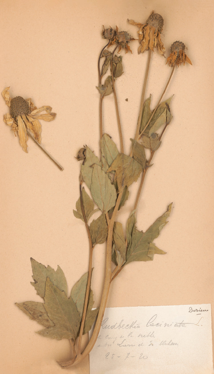 Rudbeckia Botanical Specimen Print