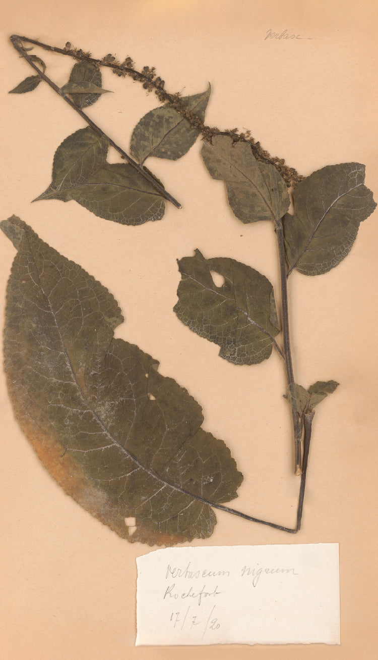 Verbascum Botanical Specimen Print