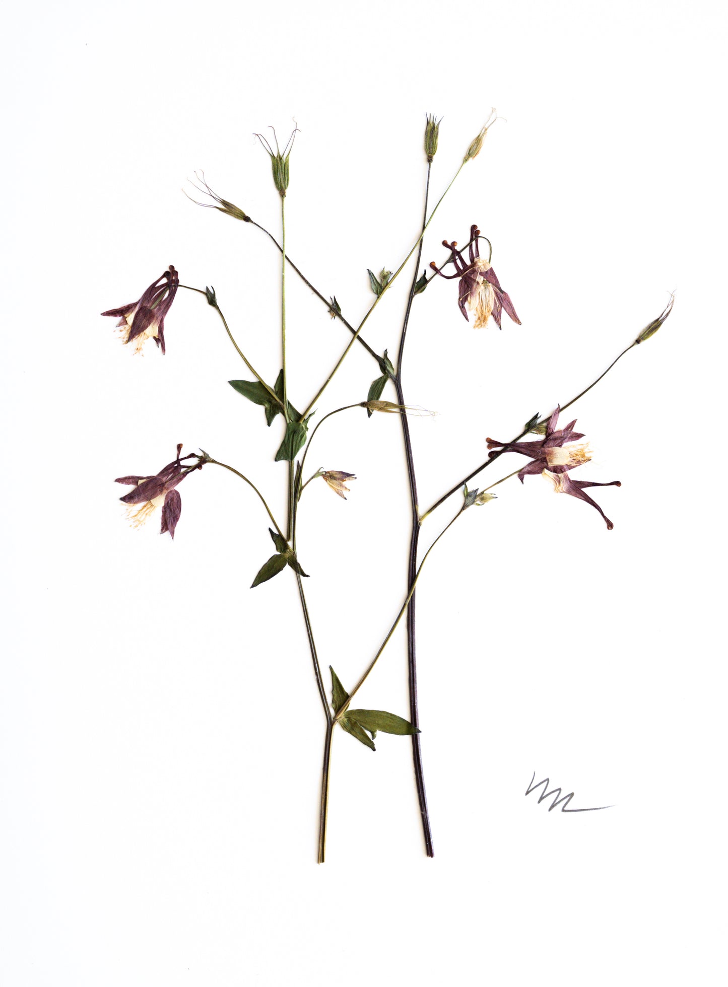 WILD COLUMBINE