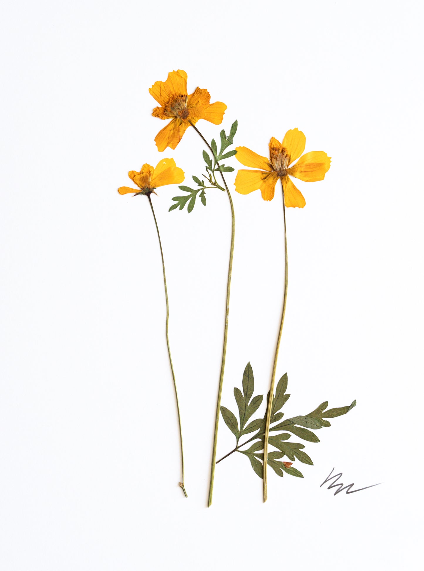 YELLOW COSMOS