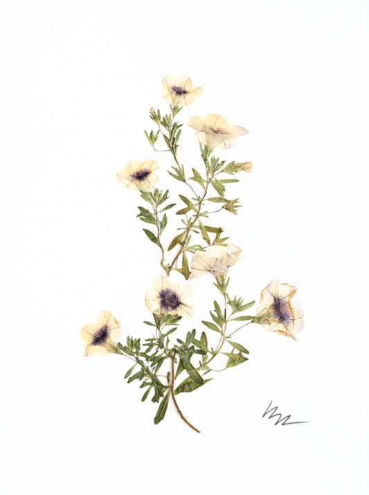 2 TONE PETUNIA STEMS