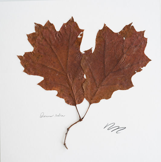 QUERCUS RUBRA