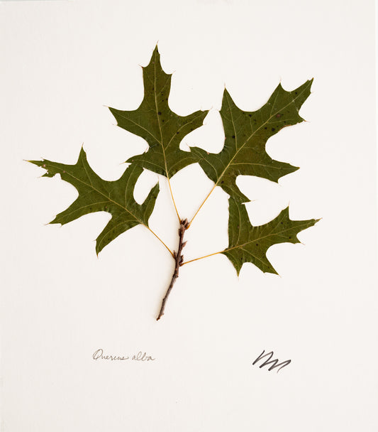 QUERCUS ALBA