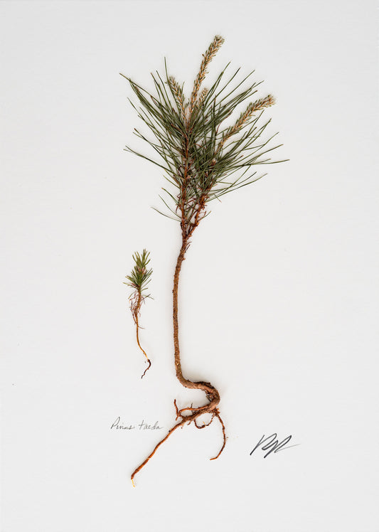 PINUS TAEDA V. IV