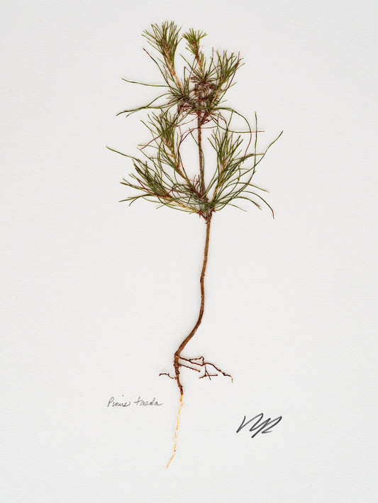 PINUS TAEDA V. VII