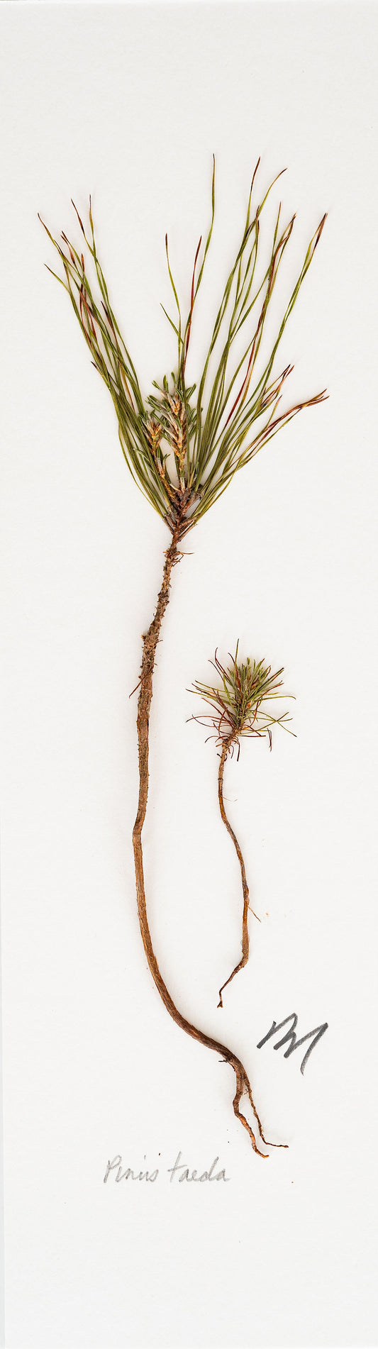 PINUS TAEDA V. III
