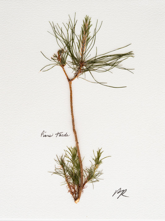 PINUS TAEDA V. V