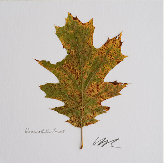 QUERCUS VELUTINA LAMARCK