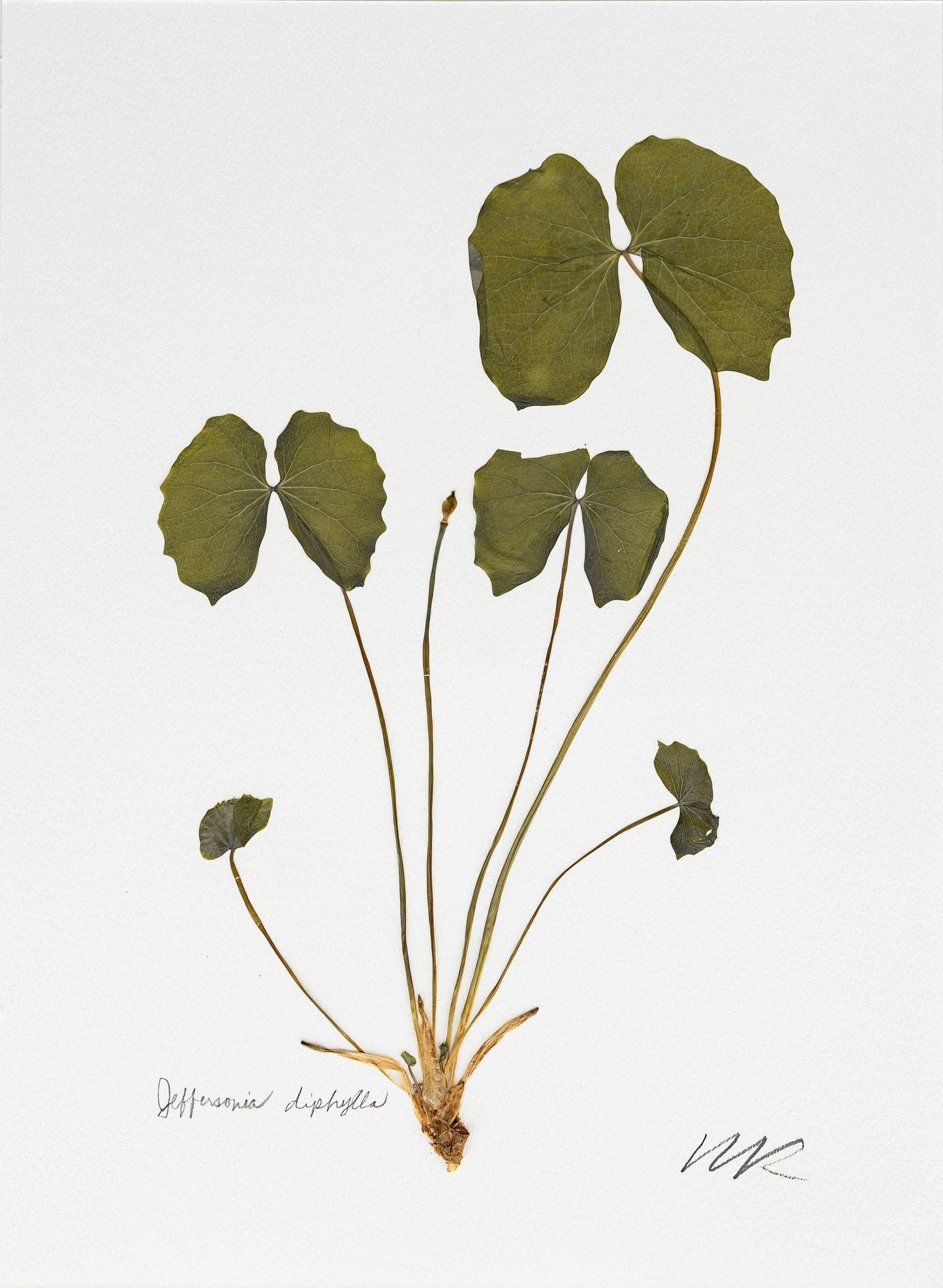 JEFFERSONIA DIPHYLLA