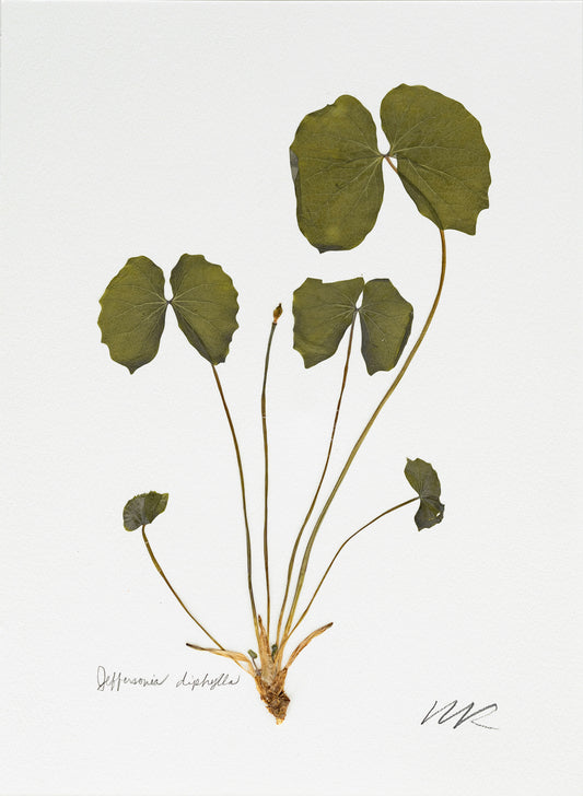 JEFFERSONIA DIPHYLLA