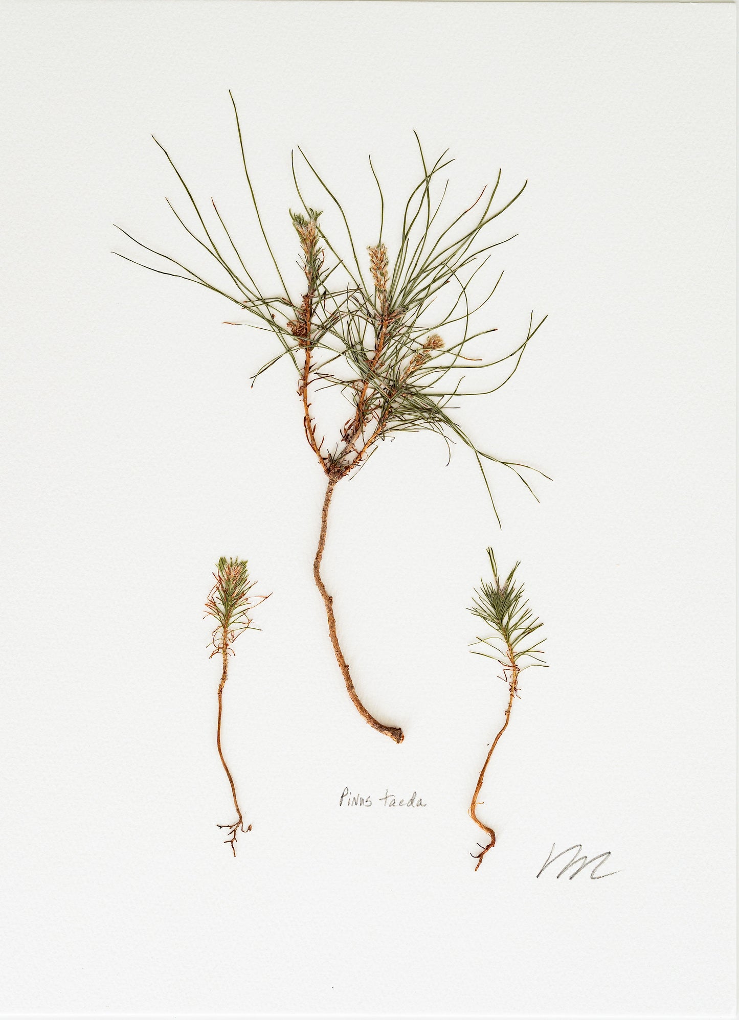 PINUS TAEDA V. VI