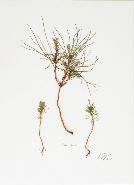 PINUS TAEDA V. VI