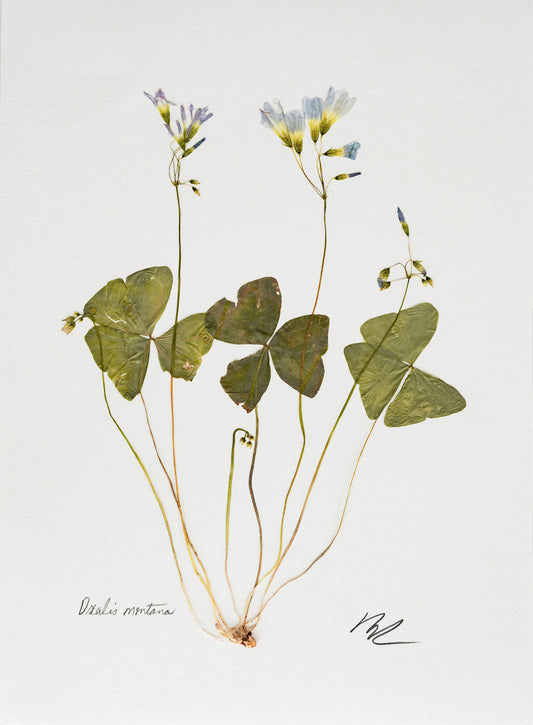 OXALIS MONTANA