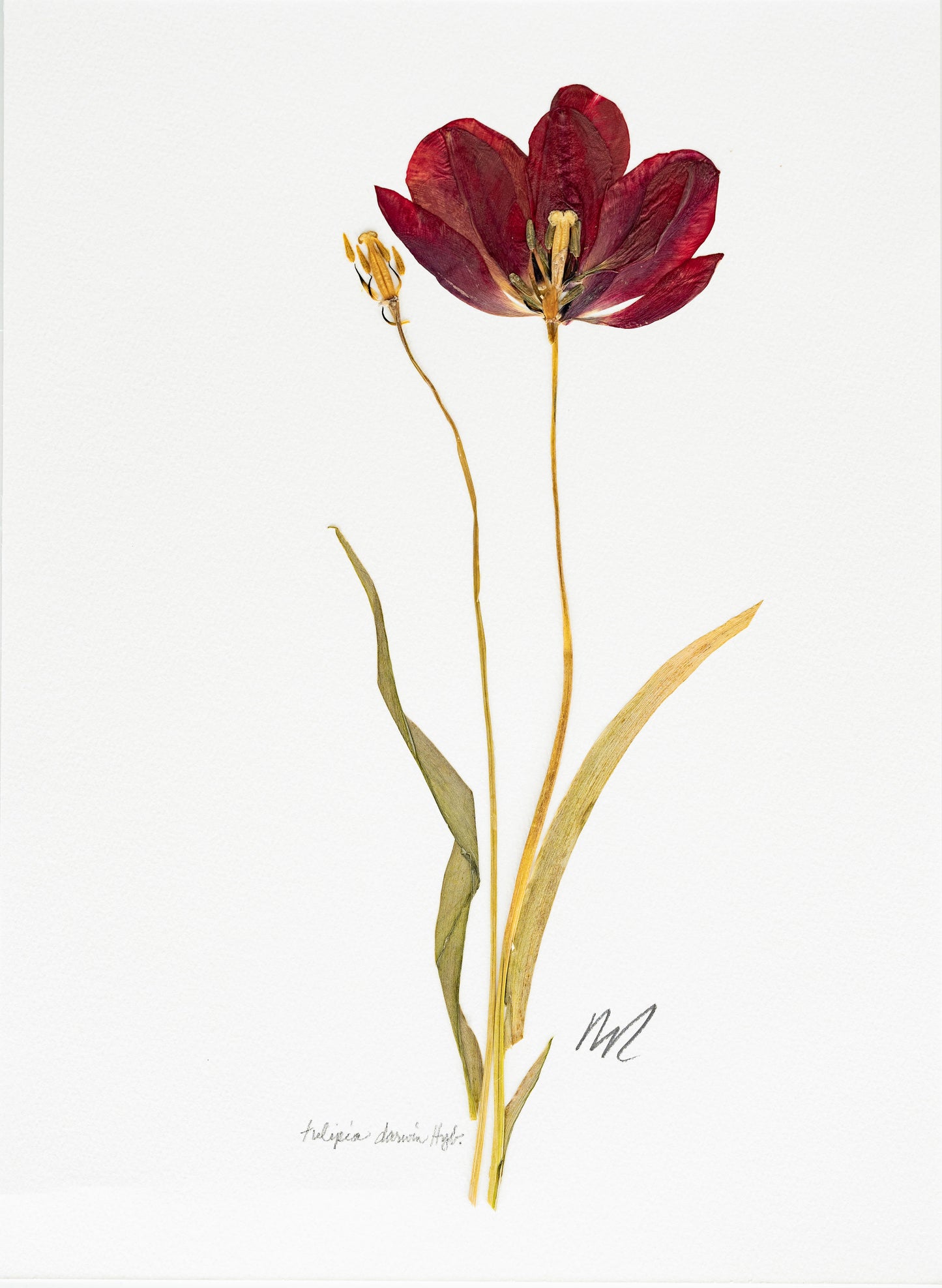 TULIPIA DARWIN HYBRID