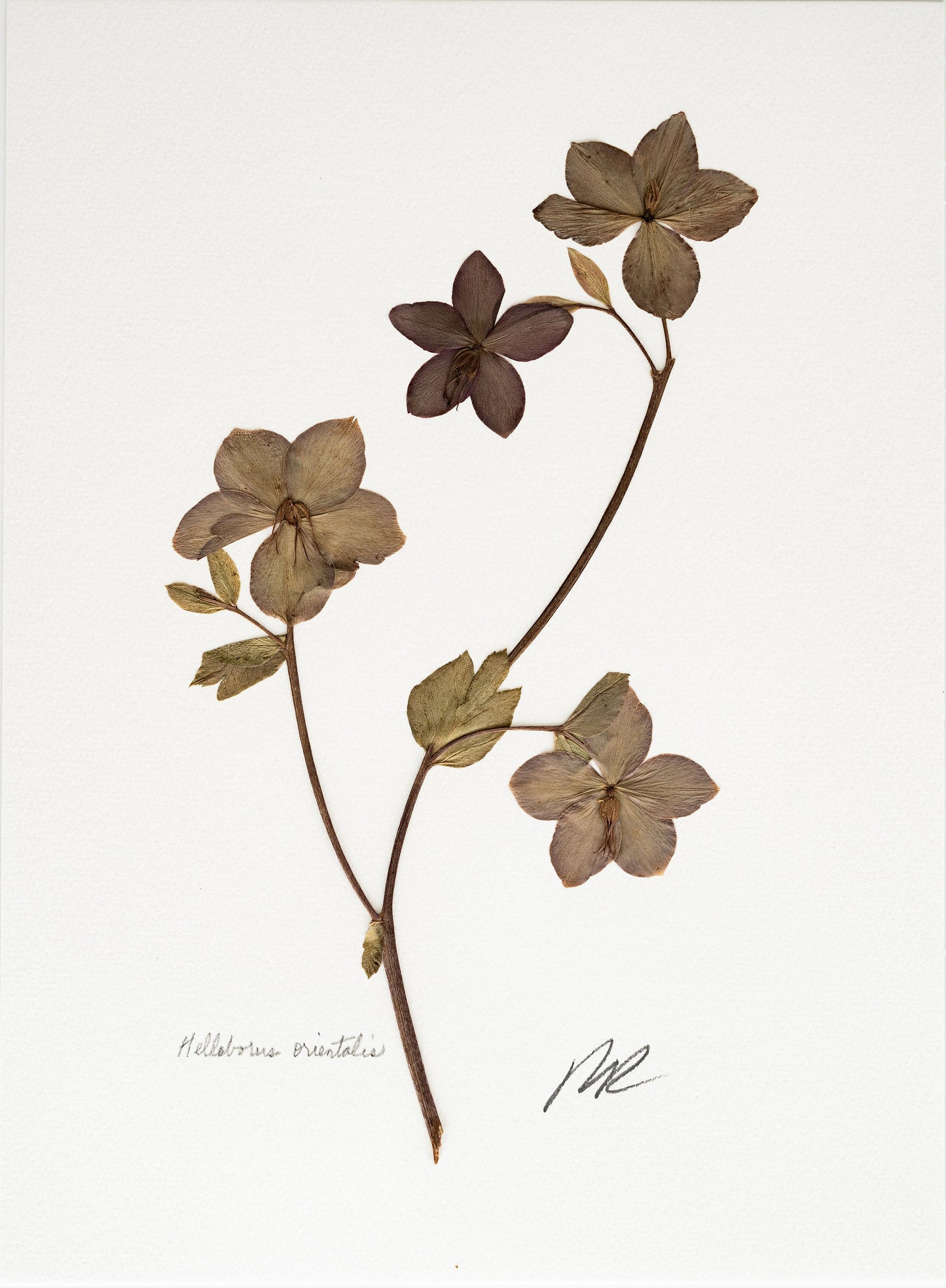 HELLEBORUS ORIENTALIS