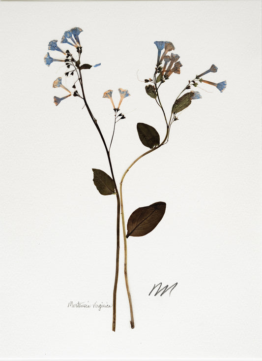 MERTENSIA VIRGINICA
