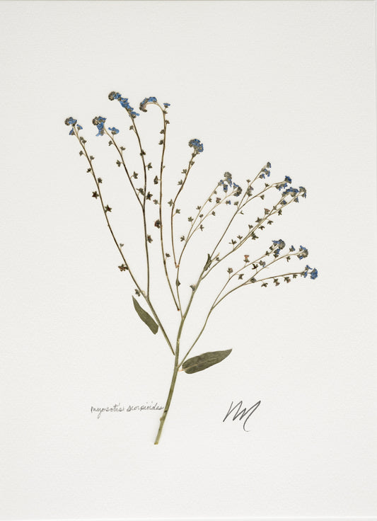 MYOSOTIS SCORPIOIDES