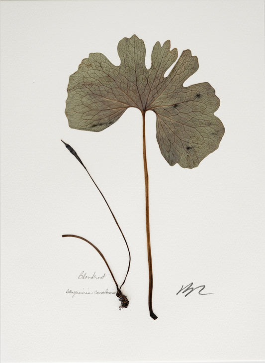 SANGUINARIA CANADENSIS